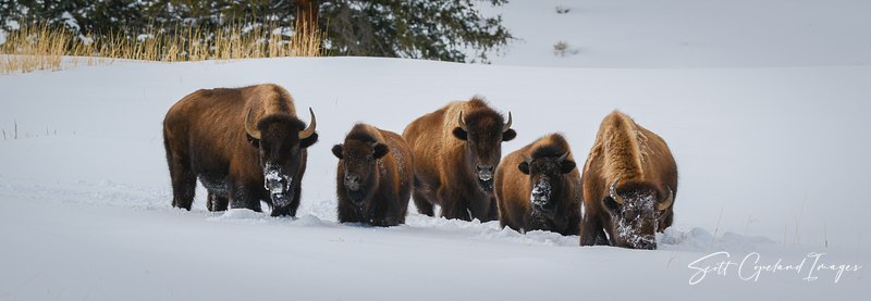 Yellowstone National Park