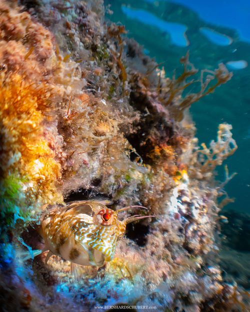 Parablennius incognitus - Mystery blenny