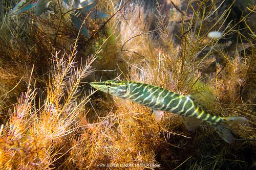 Esox lucius – Hecht