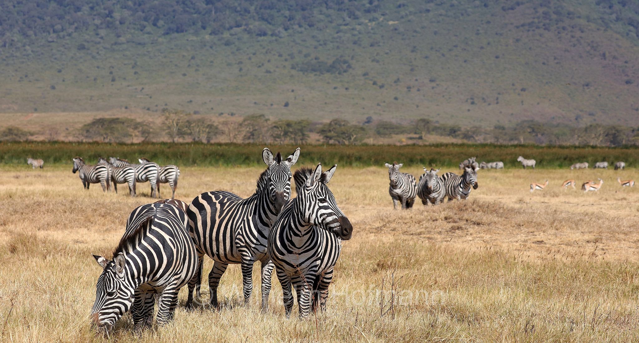 plains zebra, Steppenzebra, zebra di pianura, equus quagga, area di conservazione di Ngorongoro, Ngorongoro Conservation Area, Ngorongoro Krater, Tanzania, Tansania