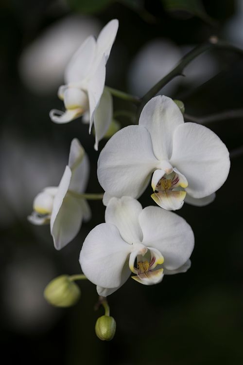 Phalaenopsis