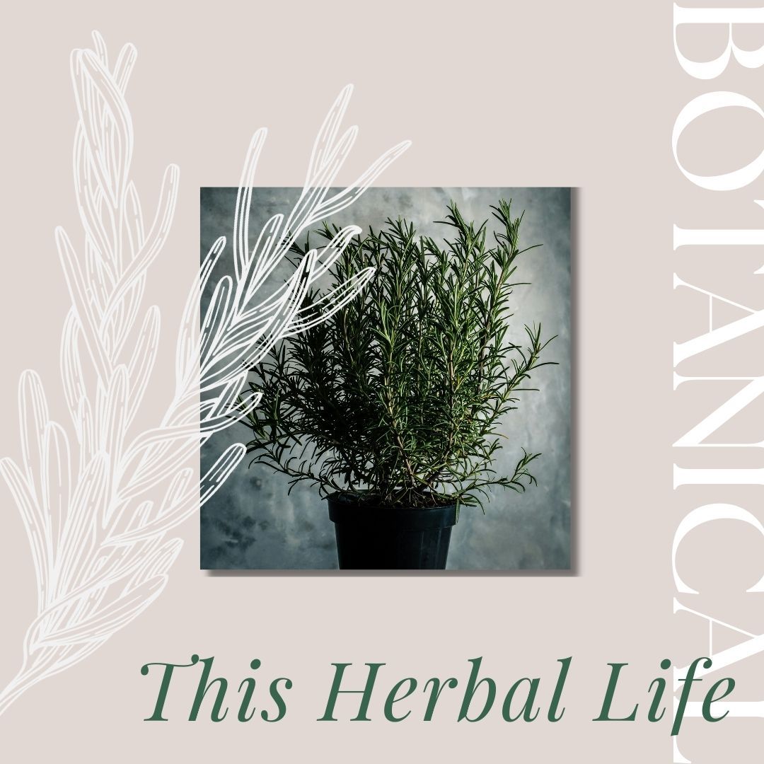 social media post advertising herbal living with a photo of a rosemary plant and the word Botanical
