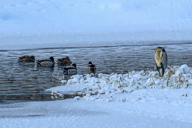 Haigur saabuvate sõprade seltsis.