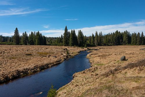Prairie bordée de pins sous ciel lumineux.