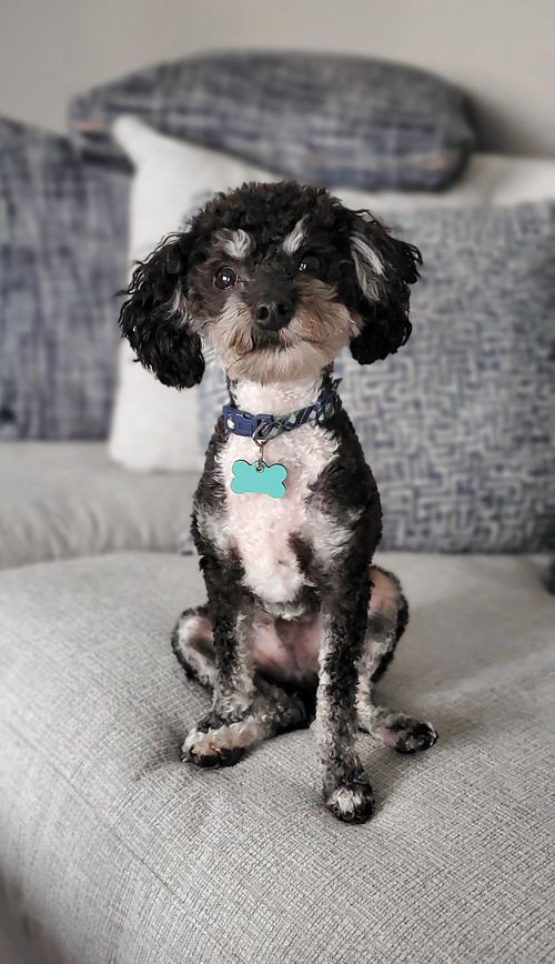 The heart of a big dog