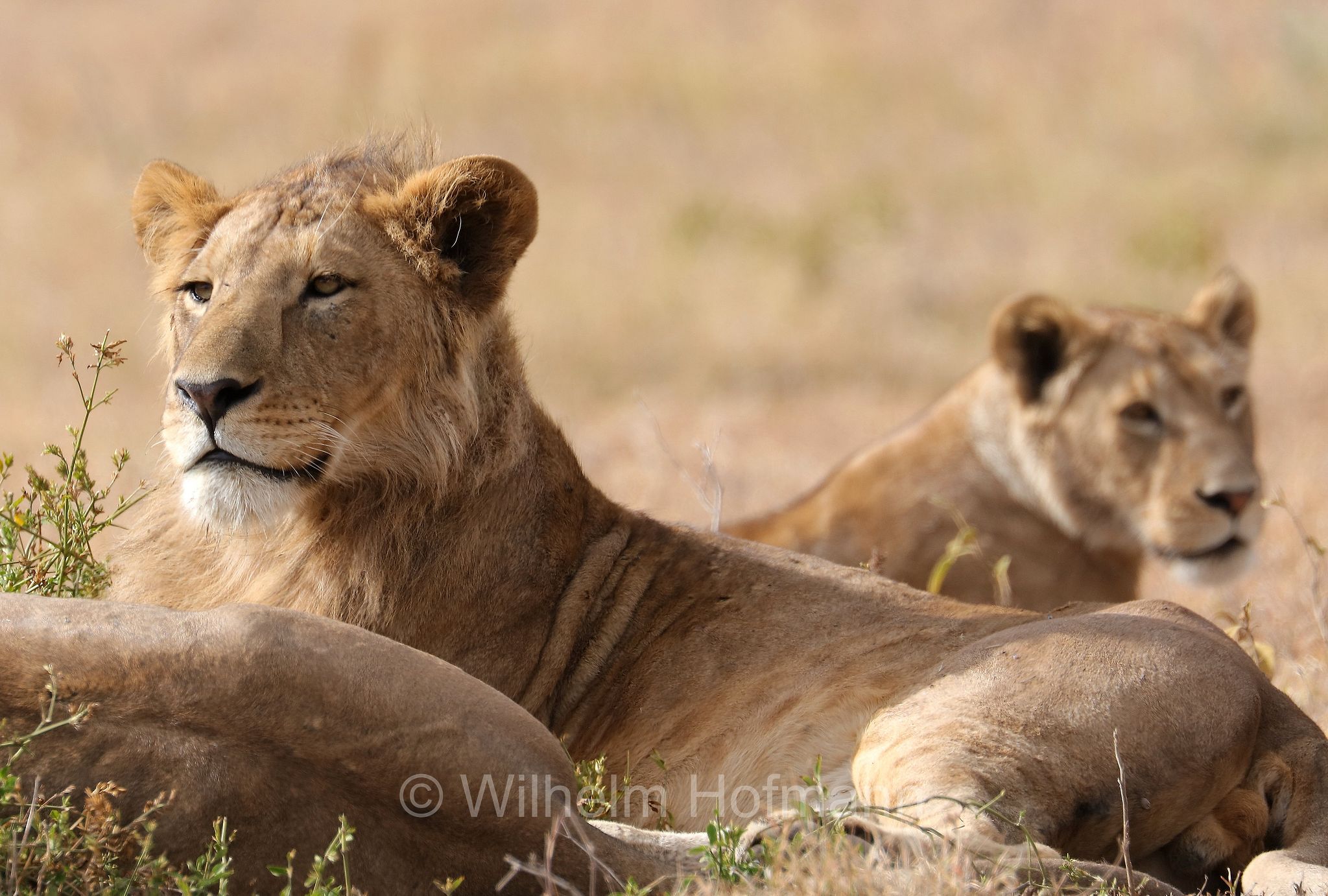 Lion, Ngorongoro Conservation Area, Tanzania, Löwe, leone, panthera leo melanochaita, Ngorongoro Krater, Tansania, Magadisee, lake magadi, lake magad, area di conservazione di Ngorongoro