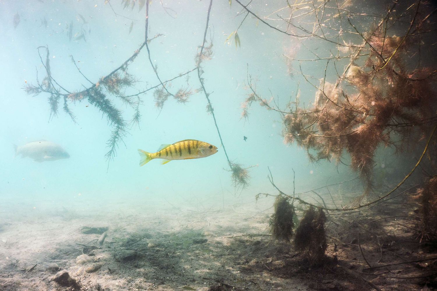 Perca fluviatilis – Flussbarsch