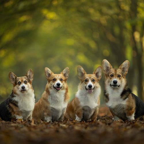 Hoe werkt een fotoshoot?