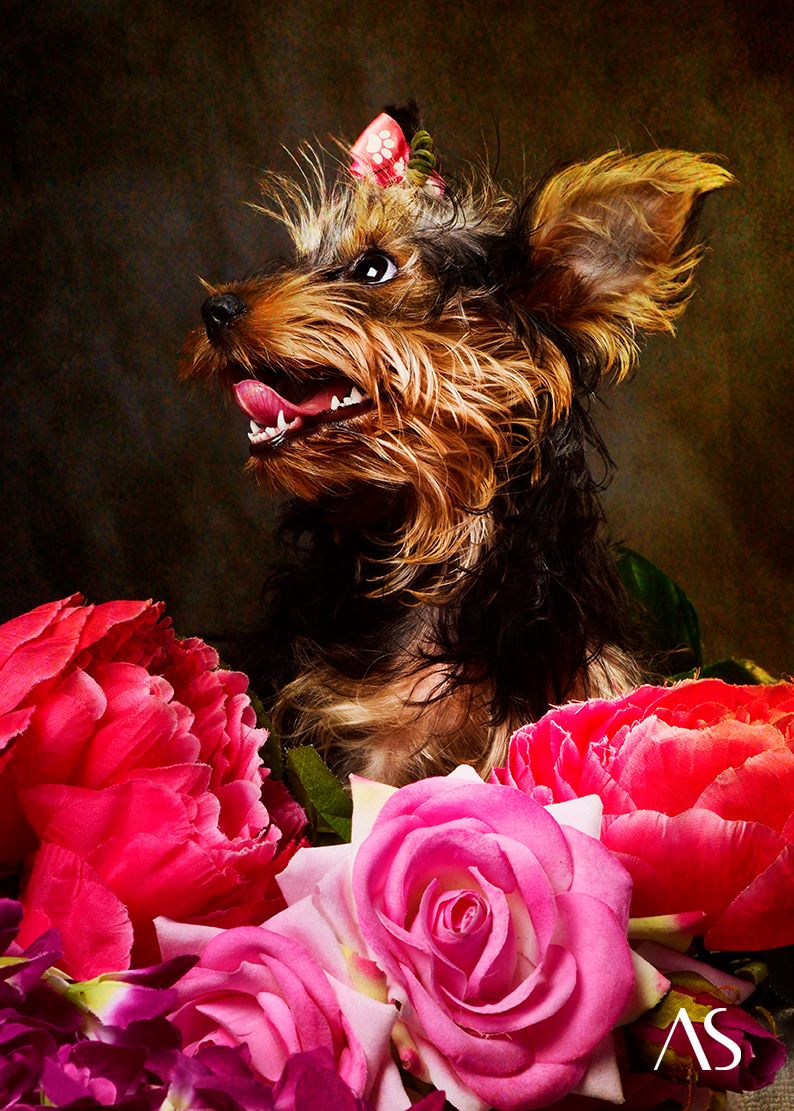 Pet photography by Photographer Akkil Suvarna