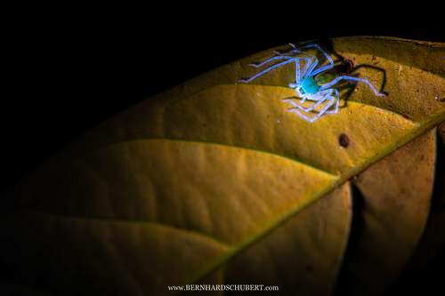 Sparassid spider under UV