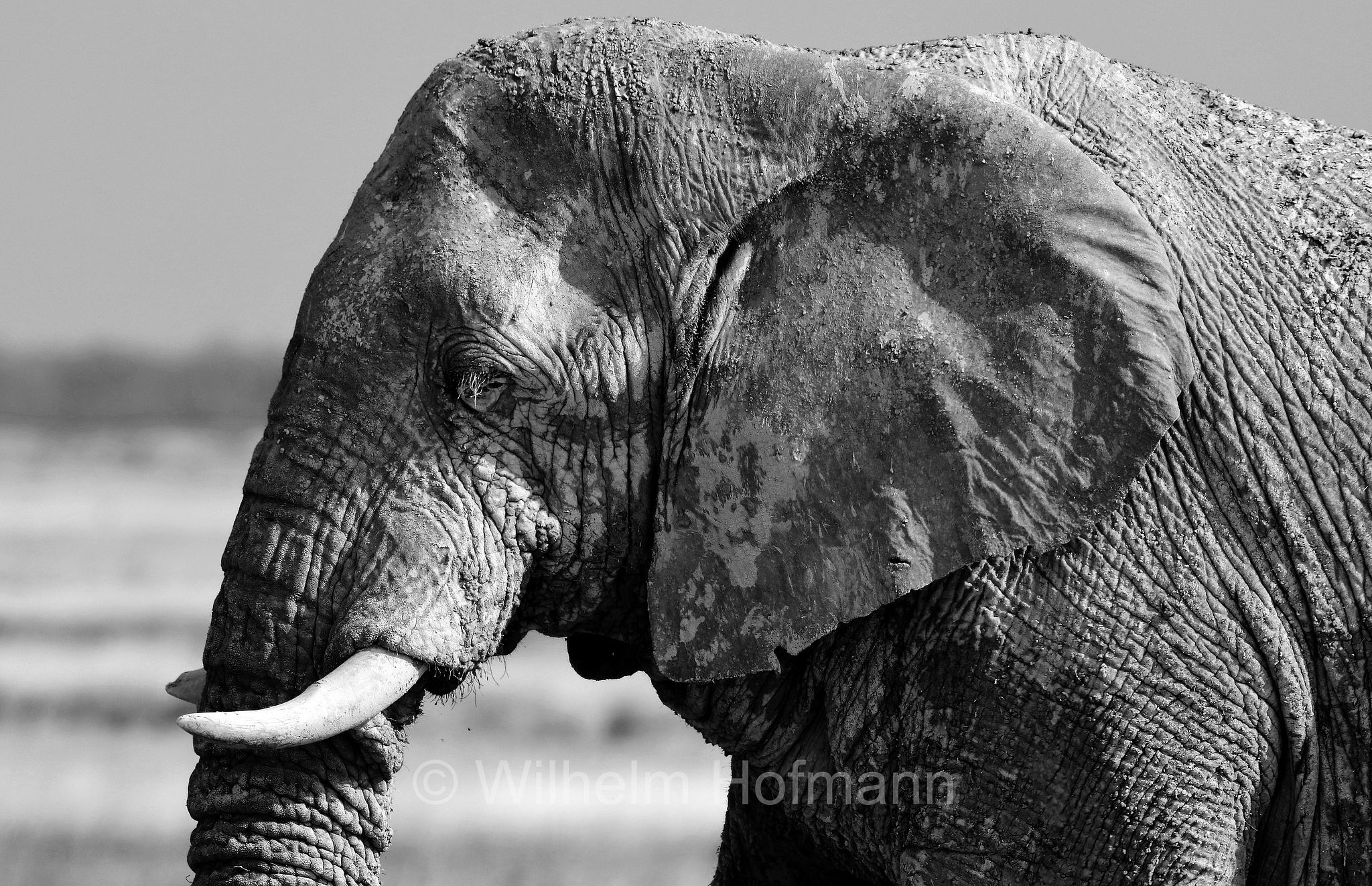 African bush elephant, African savanna elephant, Afrikanischer Elefant, Afrikanischer Buschelefant, Afrikanischer Savannenelefant, Afrikanischer Steppenelefant, elefanto africano, elefanto africano di savana, Etosha-Nationalpark, Etosha National Park, parco nazionale d'Etosha, Namibia