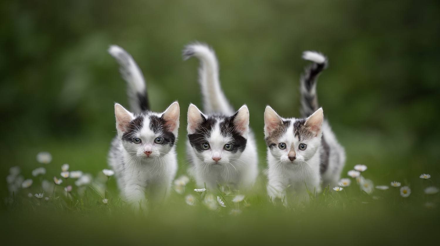 NLS Dierenfotografie
