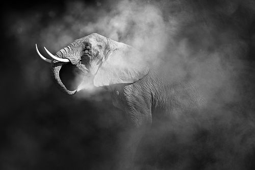African Elephant Blowing Dust