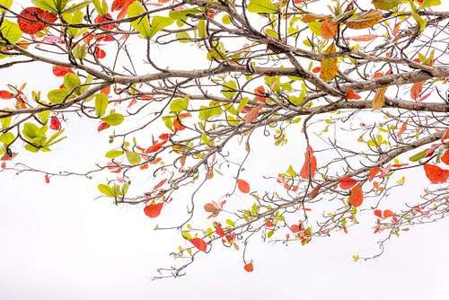 Terminalia catappa - Country almond