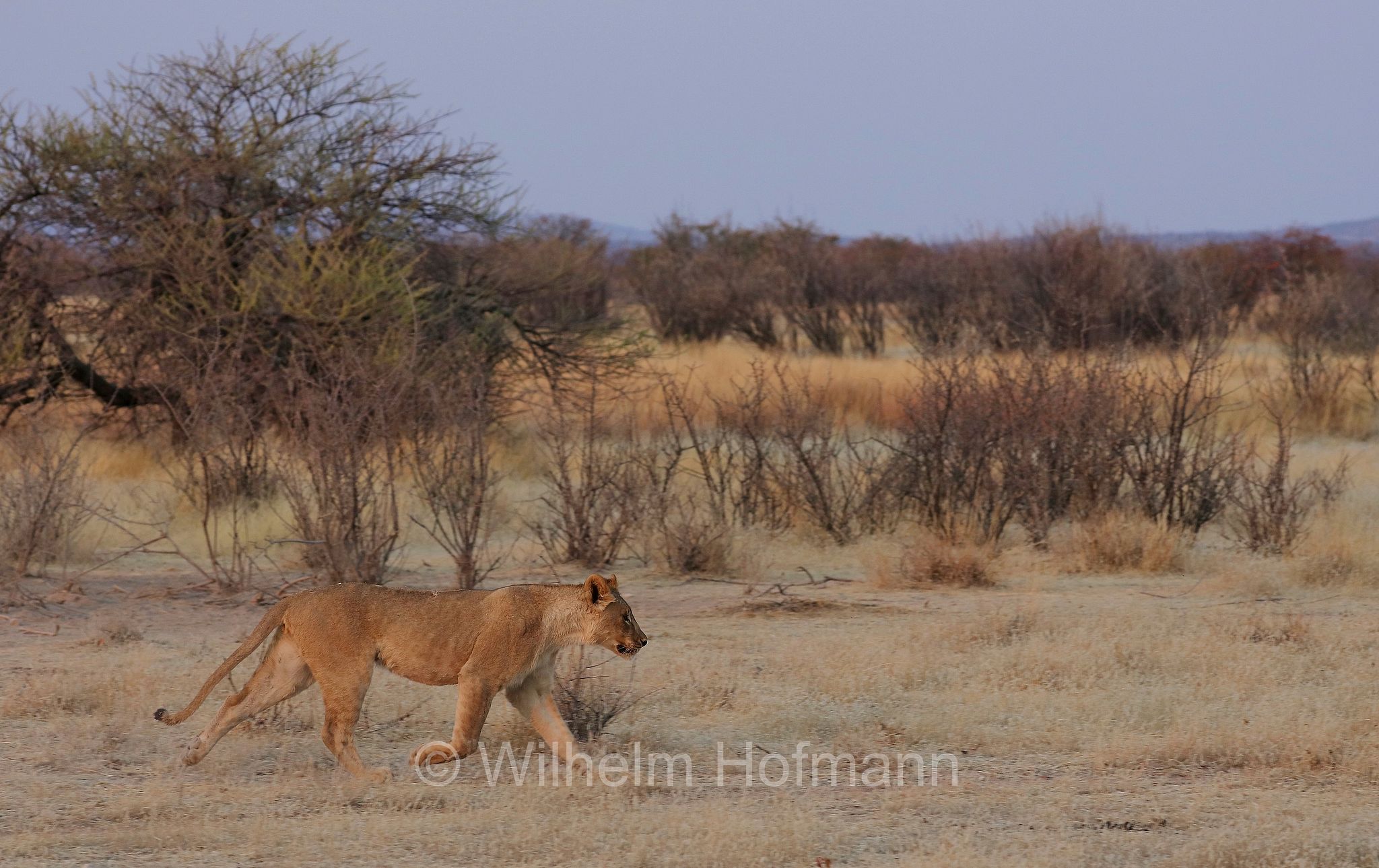 Lion, Löwe, leone, panthera leo melanochaita, Etosha-Nationalpark, Etosha National Park, parco nazionale d'Etosha, Namibia