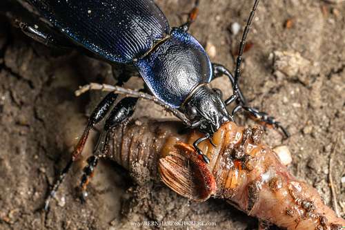Carabus violaceus - Violet ground beetle