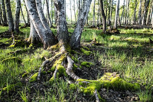 Naturschutzgebiet Fiskumvannet