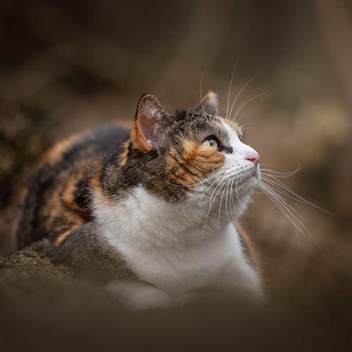Huisdierenfotografie in de Natuur