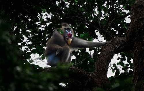 Mandrill, Gabon, Old world monkey, Mandrillus sphinx