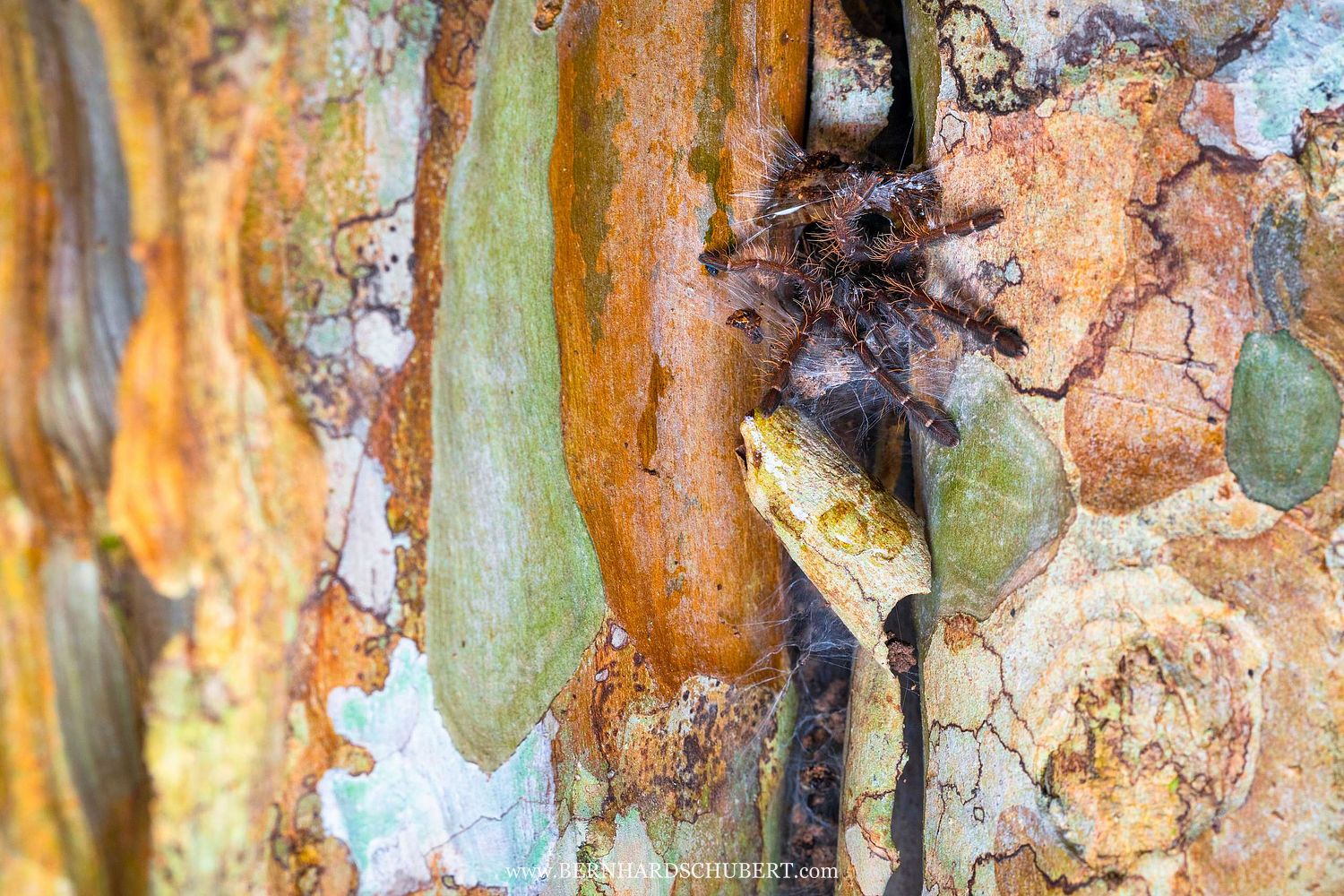 Selenocosmiinae – Asiatisch-pazifische Vogelspinne