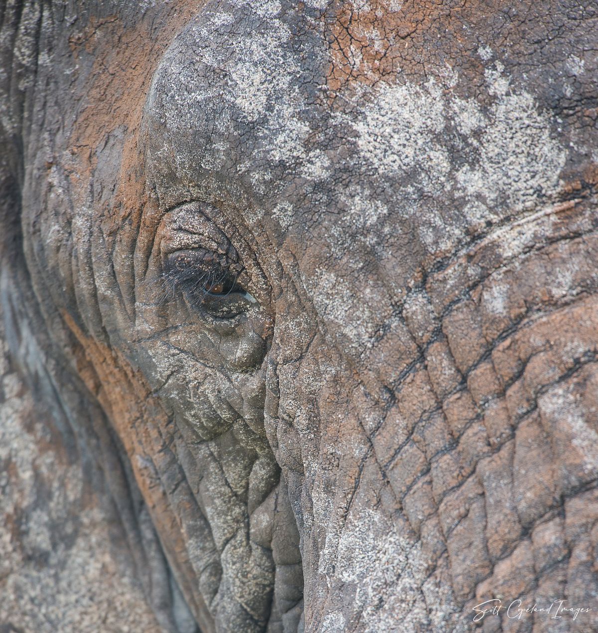 Eye of an Elephant