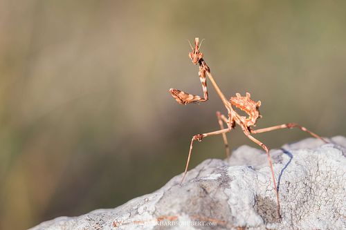 Empusa fasciata – Haubenfangschrecke