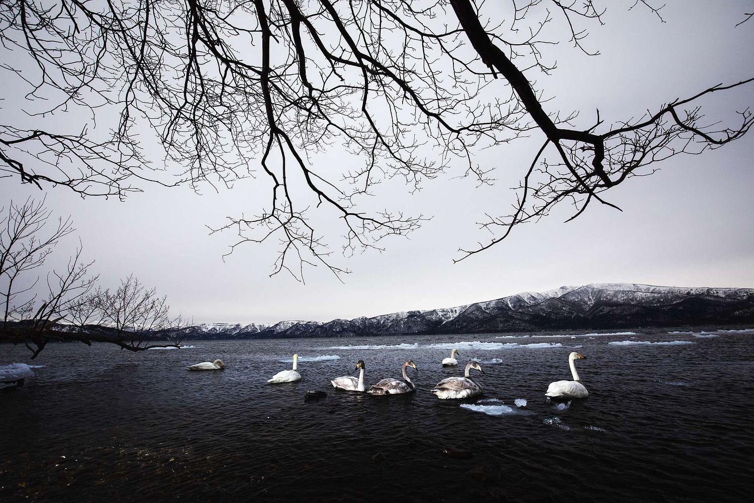 Cygnus cygnus - Singschwan