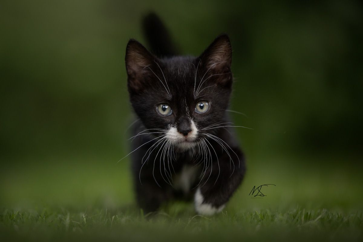 zwart witte kitten, loopt richting camera, linkerpoot opgetild, heel dichtbij de camera.