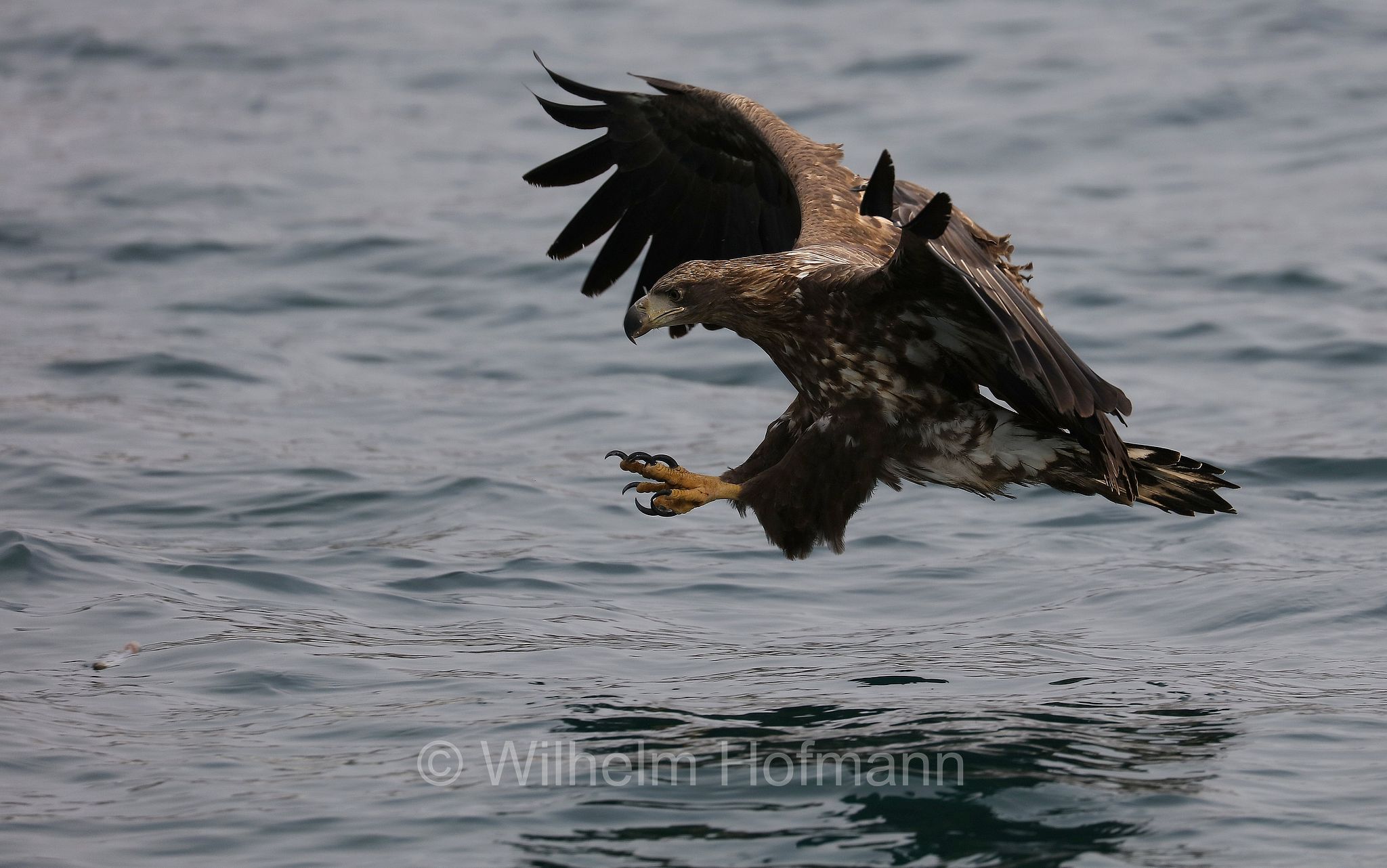 white-tailed eagle, white-tailed sea-eagle, ern, erne, gray sea eagle, Eurasian sea eagle, Seeadler, aquila di mare, aquila di mare codabianca, Rausu, penisola di Shiretoko, Shiretoko Peninsula, Shiretoko-Halbinsel, Hokkaidō, Hokkaido, Japan, Giappone