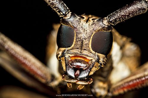 Cerambycid beetle portrait