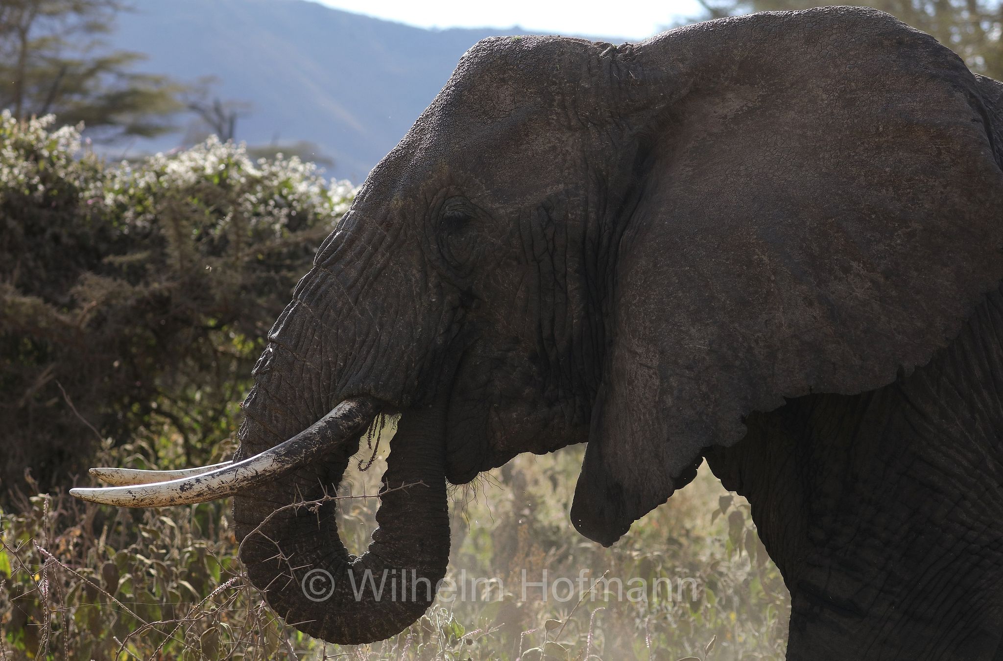African bush elephant, African savanna elephant, Afrikanischer Elefant, Afrikanischer Buschelefant, Afrikanischer Savannenelefant, Afrikanischer Steppenelefant, elefanto africano, elefanto africano di savana, area di conservazione di Ngorongoro, Ngorongoro Conservation Area, Ngorongoro Krater, Tanzania, Tansania