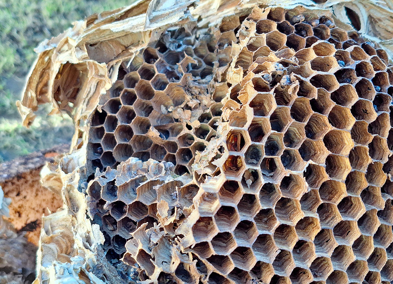 Pööningul märgatud vapsiku pesitsemis paik. </p>