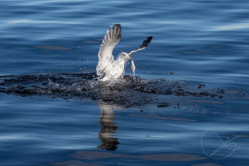 Studioet er stengt i dag frå kl 12:00