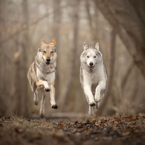 Extra huisdier + foto t.w.v. €25