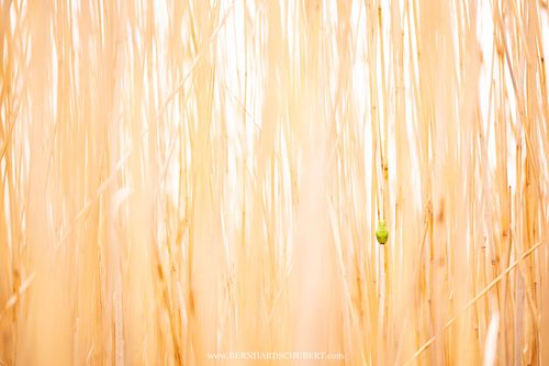Hyla arborea - European tree frog