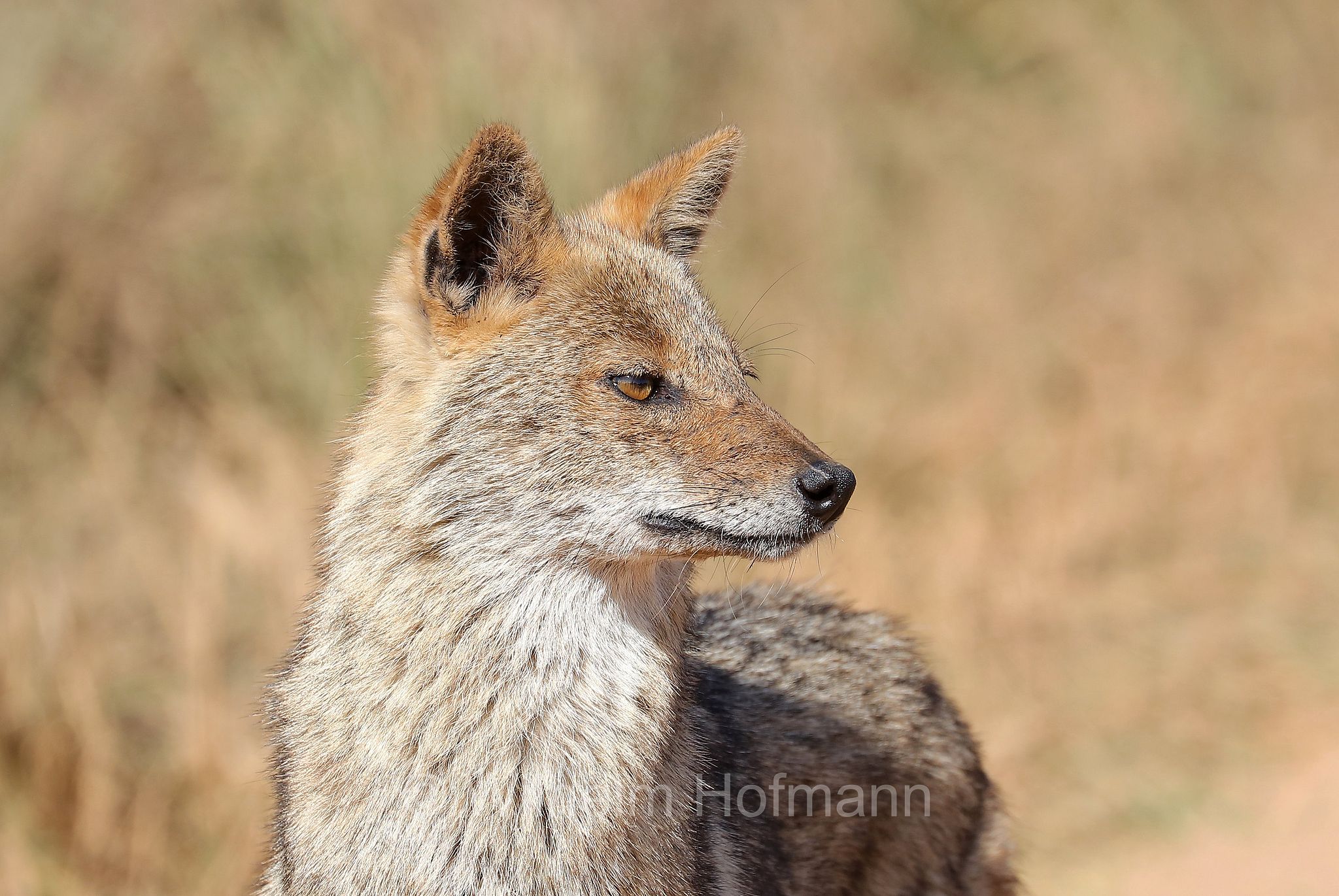 golden jackal, common jackal, Goldschakal, sciacallo, sciacallo dorato, Canis aureus, Kanha National Park, Kanha-Nationalpark, parco nazionale di Kanha, Madhya Pradesh, India, Indien