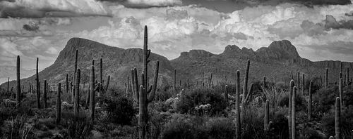 Black & White, minimalist, monochromatic, tonal, texture, trees, cactus, saguaro, table, mountain, Tucson, Arizona, dessert, sky, clouds,