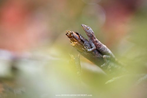 Cnemaspis mahsuriae – Mahsuris Felsengecko