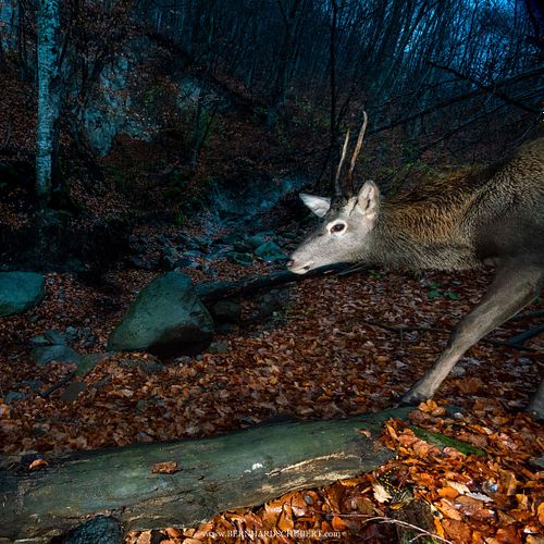 Cervus elaphus – Rothirsch und Feuersalamander