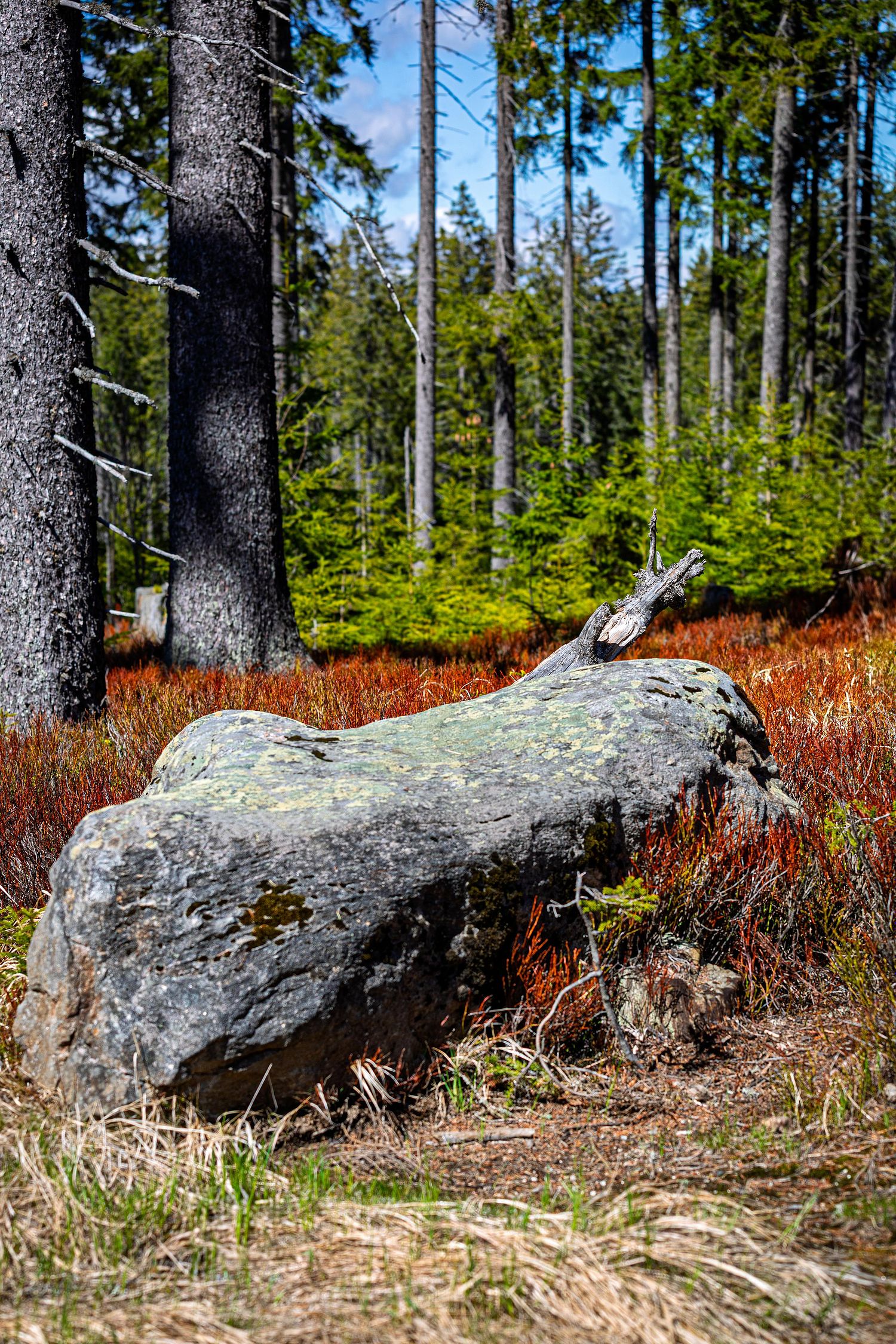 Nature morte dans les bois