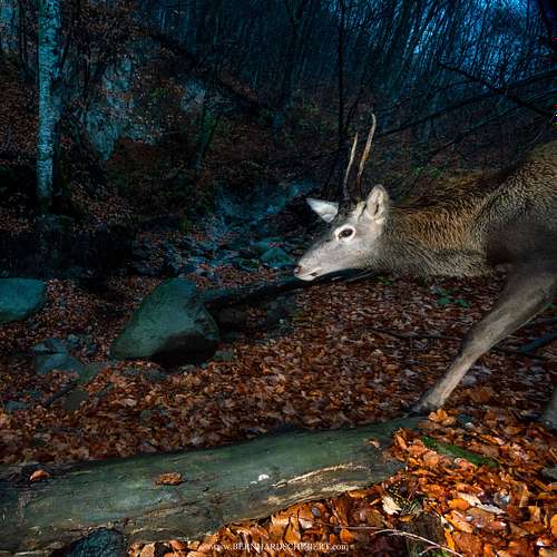 Cervus elaphus - Red deer and fire salamander