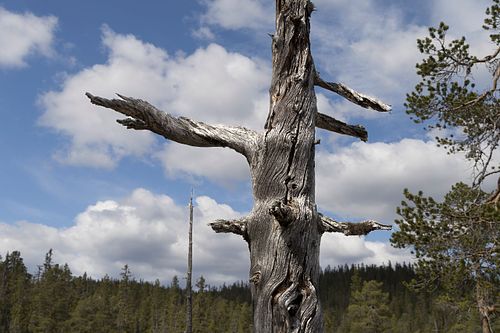 Naturwaldreservat Trillemarka