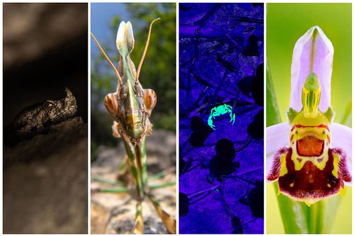 Biodiversity of Istria, Croatia, 2026 (german language)