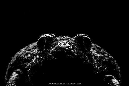 Pelobates fuscus - Knoblauchkröte