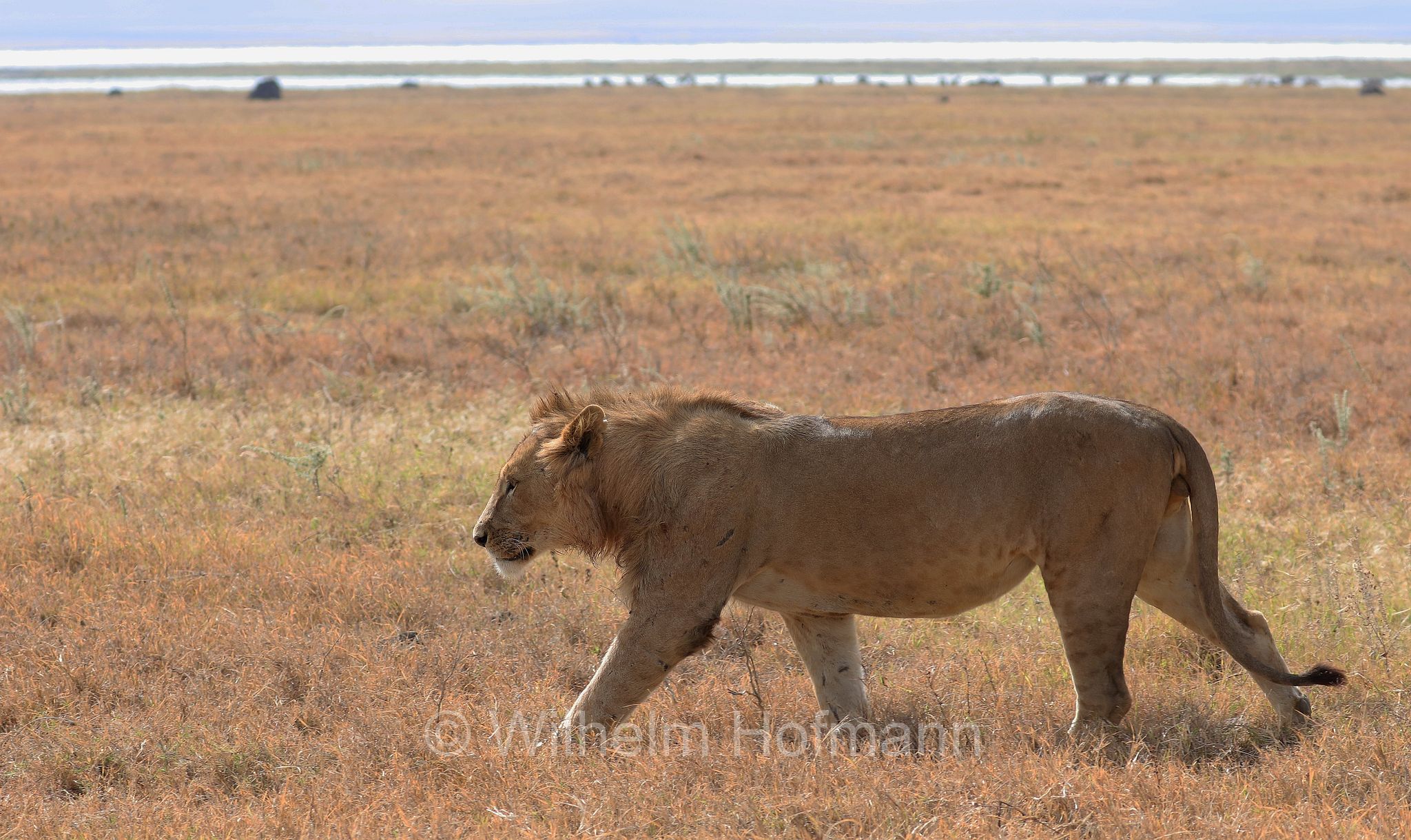 Lion, Ngorongoro Conservation Area, Tanzania, Löwe, leone, panthera leo melanochaita, Ngorongoro Krater, Tansania, Magadisee, lake magadi, lake magad, area di conservazione di Ngorongoro
