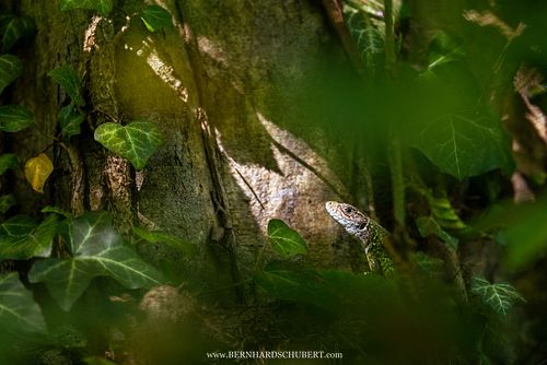 Lacerta viridis - European Green Lizard