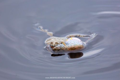 Bombina bombina - Fire-bellied toad