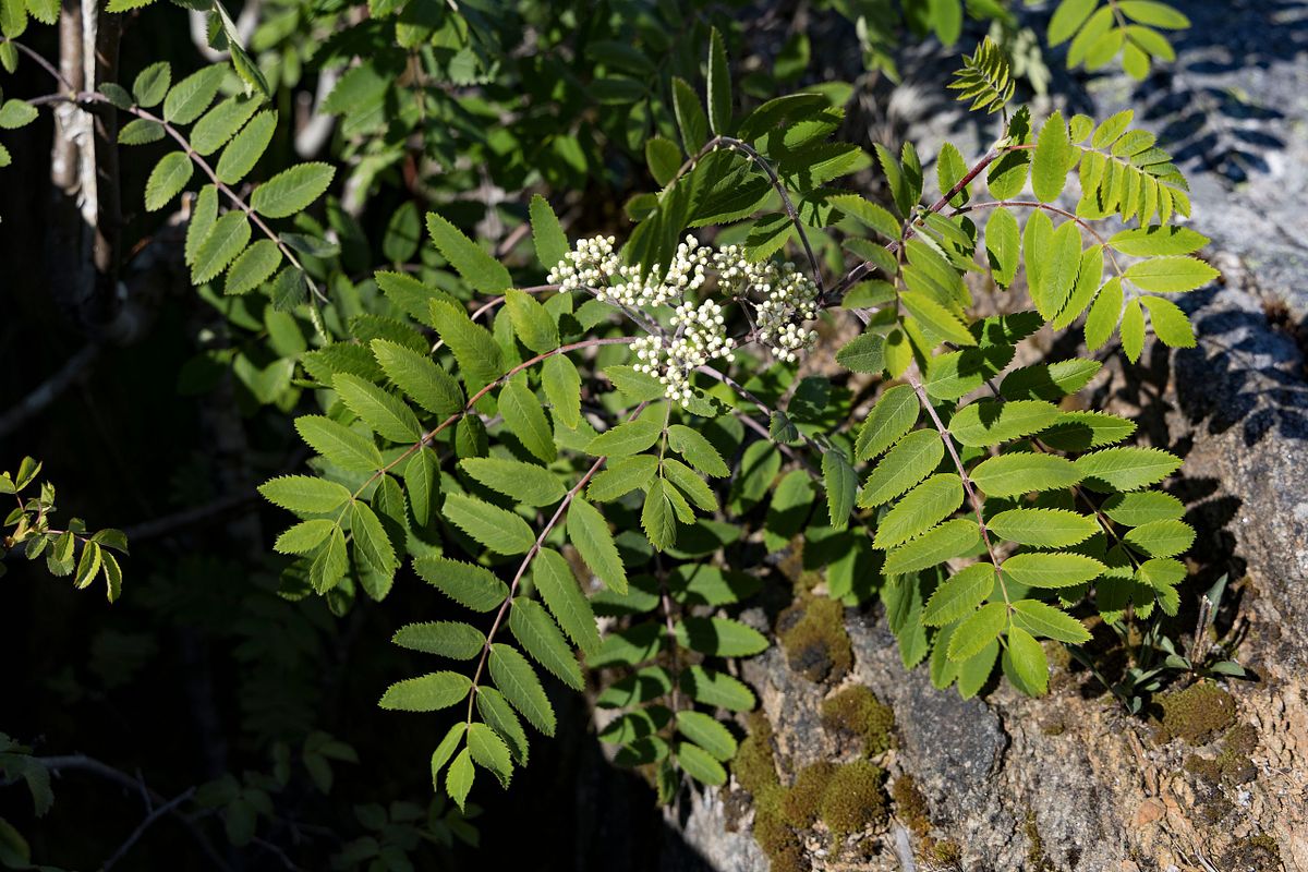 Stangnes Gea Norvegica Geopark