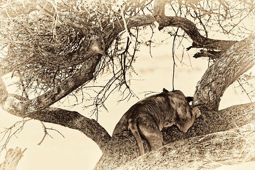 Photo sepia d'une lionne sur son arbre