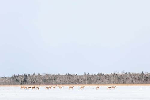Cervus nippon yesoensis - Yezo sika deer